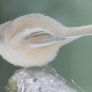Bearded tit - female