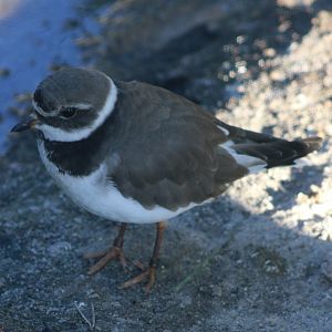 Common ringed plover