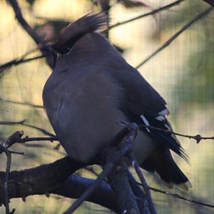 Bohemain waxwing