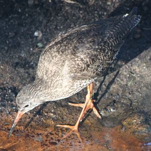 Redshank