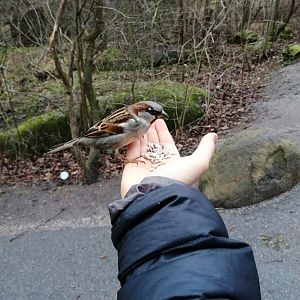 Male House sparrow (Passer Donesticus)