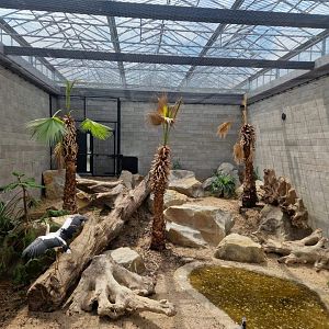 Maguari  Stork / Southern Screamer exhibit