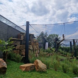 Andean Condor Aviary