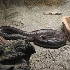 Rosy Boa