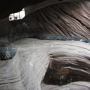 Western Pacific Rattlesnake