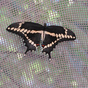 Giant Swallowtail