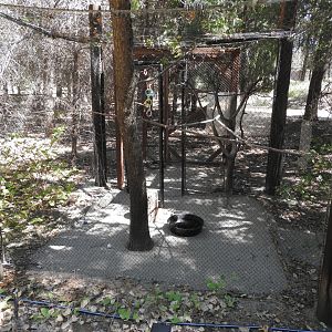 Yellow-billed Magpie Exhibit