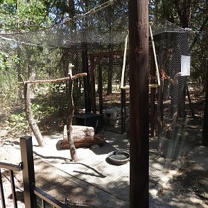 Common Raven Exhibit