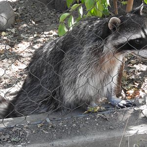 Raccoon