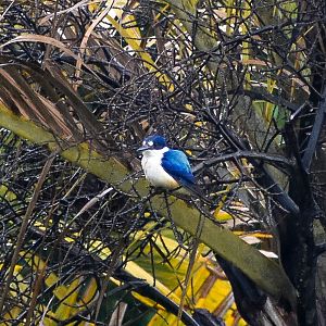 Forest Kingfisher