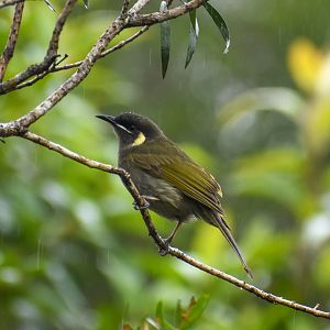 Lewin's Honeyeater