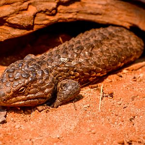 Shingleback