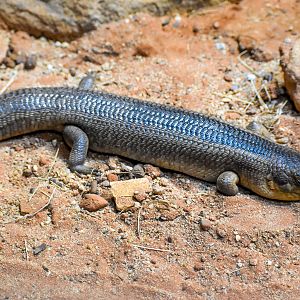 Yakka Skink