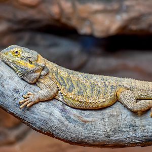 Central Bearded Dragon