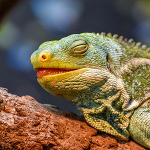 Fijian Crested Iguana