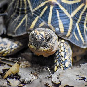 Indian Star Tortoise
