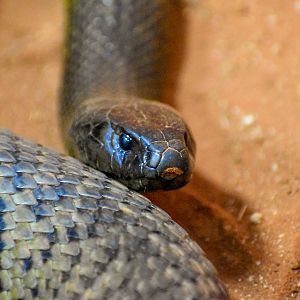 Inland Taipan