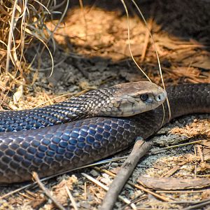 Eastern Brown Snake
