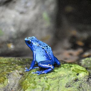 Blue Poison Dart Frog