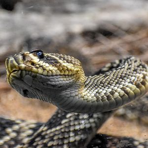 Eastern Diamondback Rattlesnake
