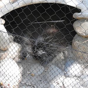 North American Porcupine