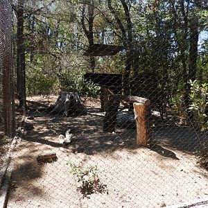 Golden Eagle Exhibit