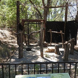 Turkey Vulture Exhibit