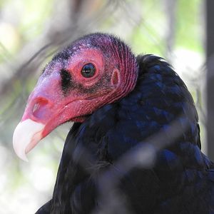 Turkey Vulture Portrait
