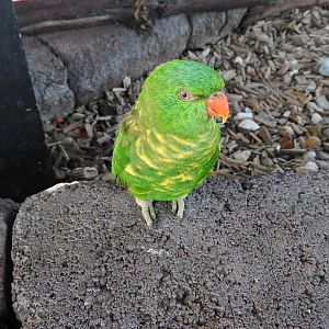 Scaly-breasted Lorikeet