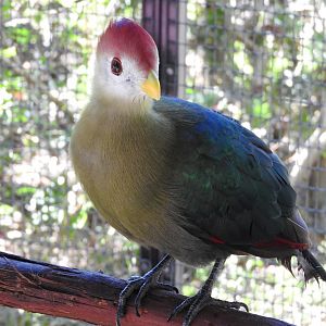 Red-crested Turaco