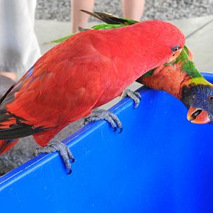 Red Lory and Swainson's Lorikeet