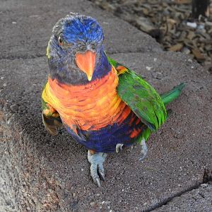 Swainson's Lorikeet