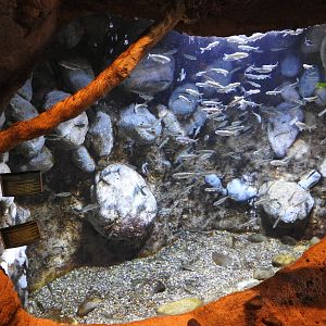 Fingerling Chinook Salmon