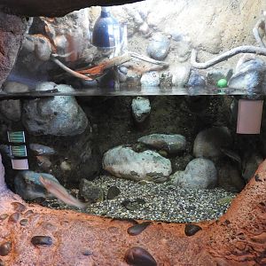 Painted Turtle/Redband Trout Tank