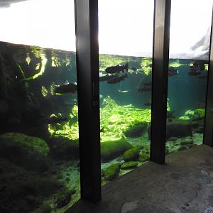 River Tank