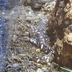 California Tiger Salamander