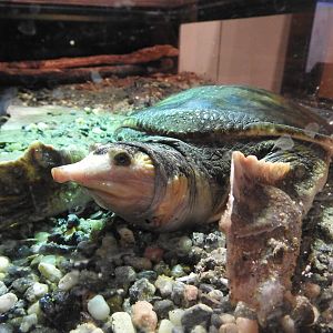 Florida Softshell Turtle