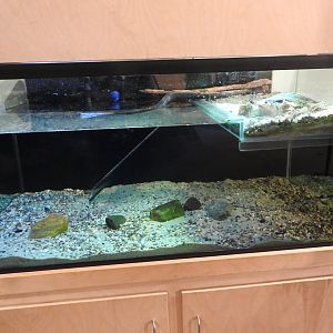 Florida Softshell Tank