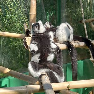 Black and white Ruffed Lemur