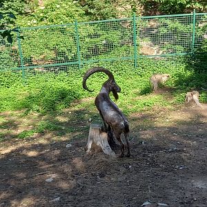 Siberian ibex - male