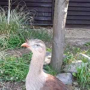 Red-legged seriema