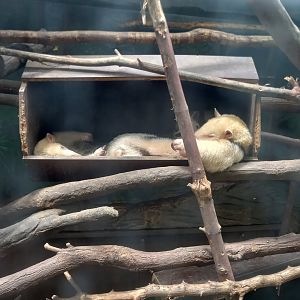 Southern tamanduas sleeping