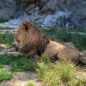 Barbary lion