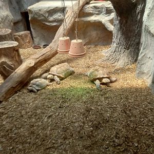 African spurred tortoise