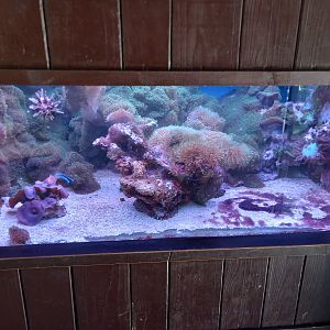 Aquarium in Carnivore house