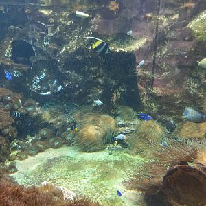 Large aquarium in Carnivore house