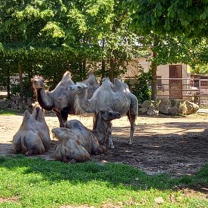 Bactrian camels
