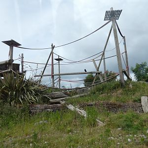 Black-and-white colobus and Meerkat enclosure
