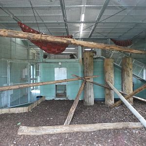 Black-and-white colobus indoor enclosure