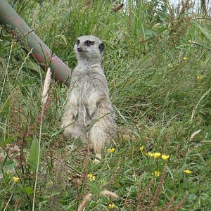 Meerkat